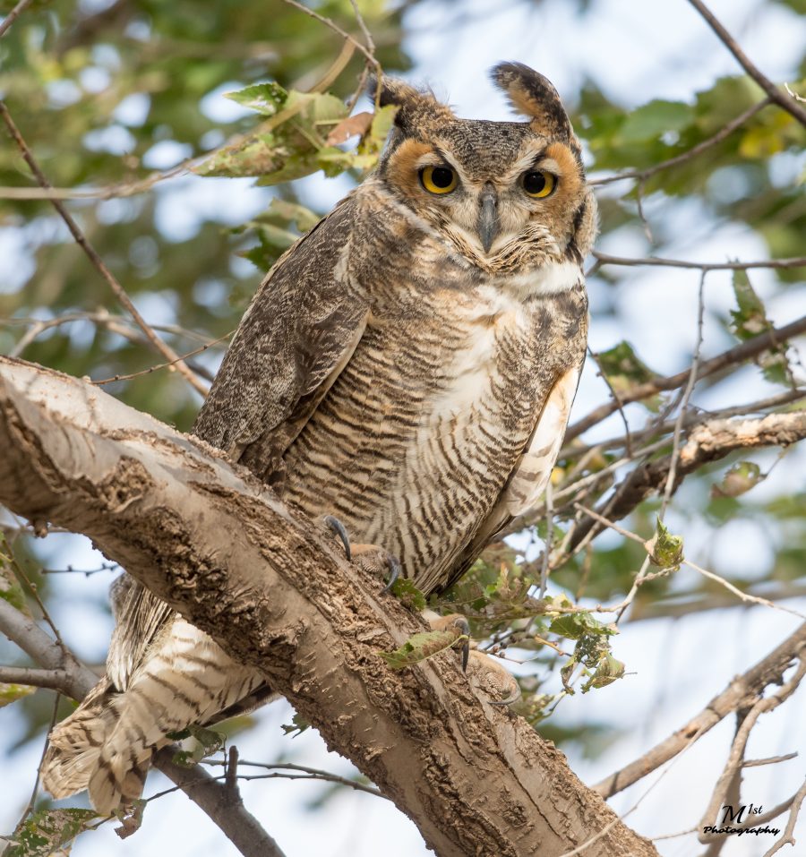 Five things to know about great horned owls, the quintessential owl