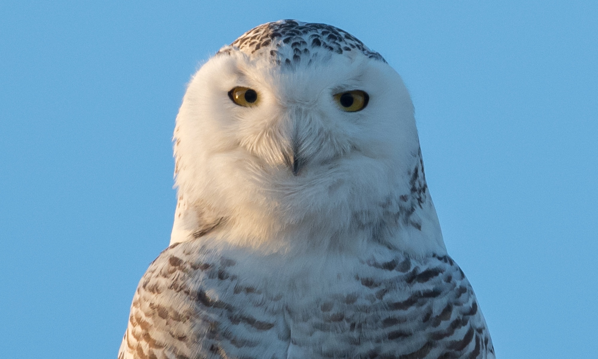 A Snowy Owl in West Texas – The Wildlife Photography Apprentice