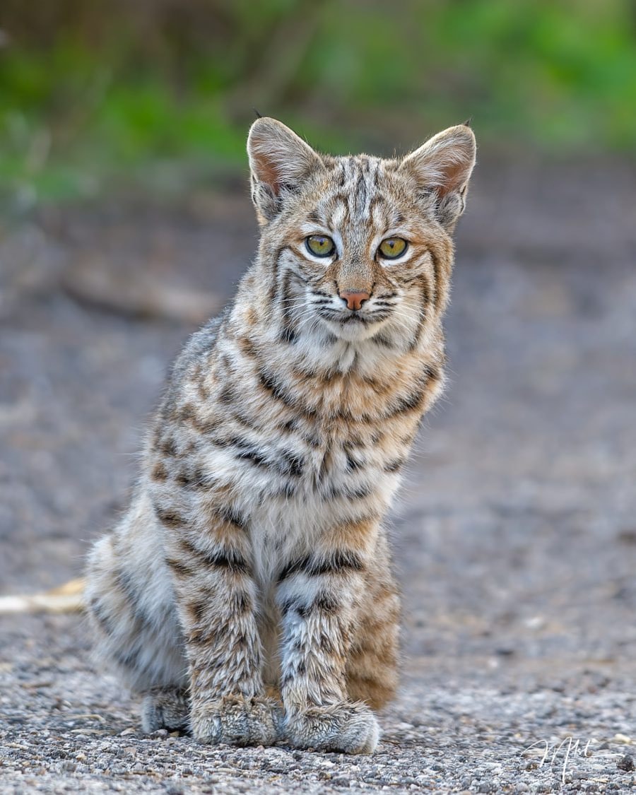 Learn to capture stunning images like this young Bobcat