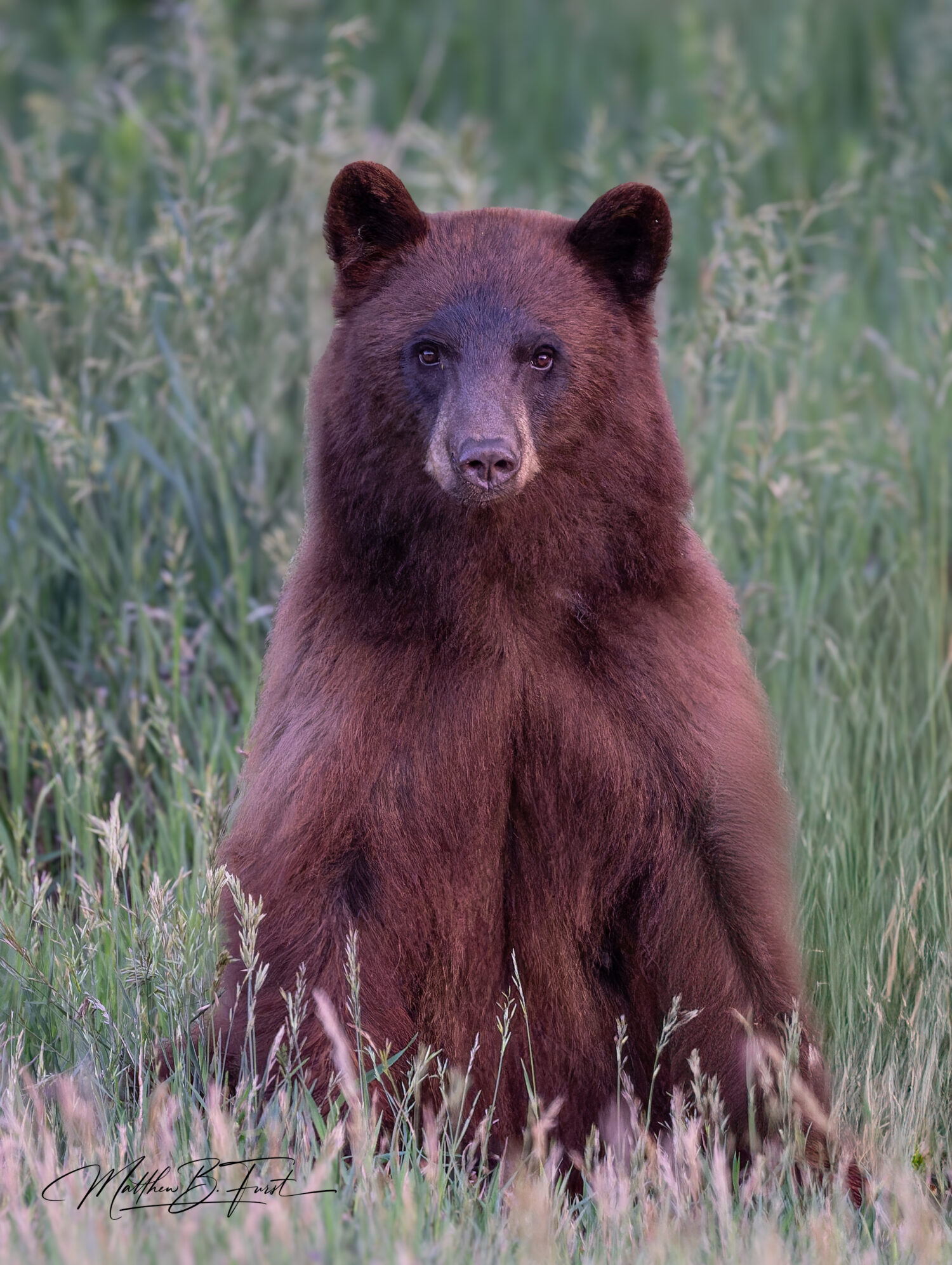 Learn to take stunning wildlife photos like this portrait of a Black Bear