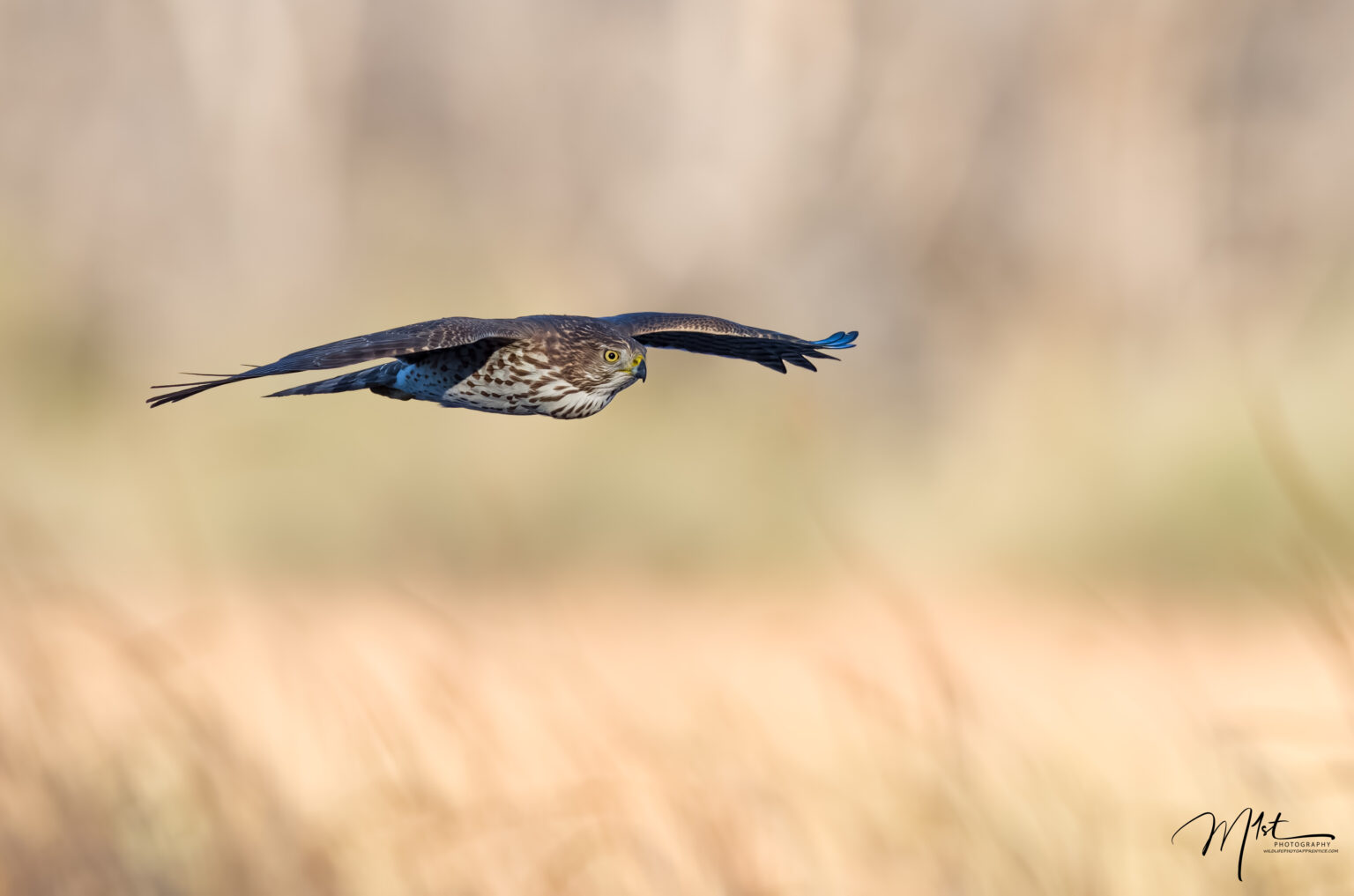 Monopods vs. Tripods: A Comprehensive Guide for Beginning Wildlife ...