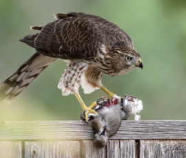 Coopers Hawk